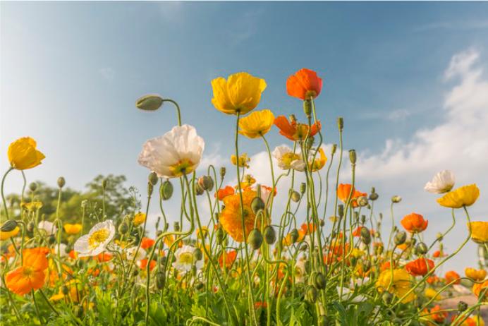 人生忠告：一、身体不好，要多睡觉，养足元气才好恢复；二、心情郁结时，多出门走