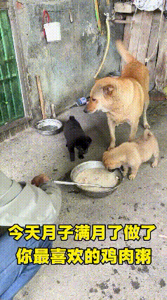 很多人总觉得动物只有本能，看完这一幕才真正被打动。主人特意熬好了香喷喷的鸡肉粥，