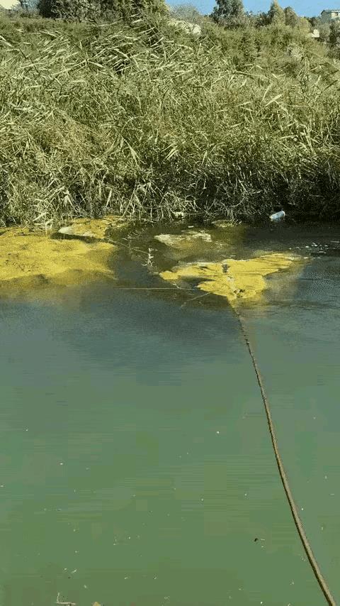 见识了水牛的牛天性。