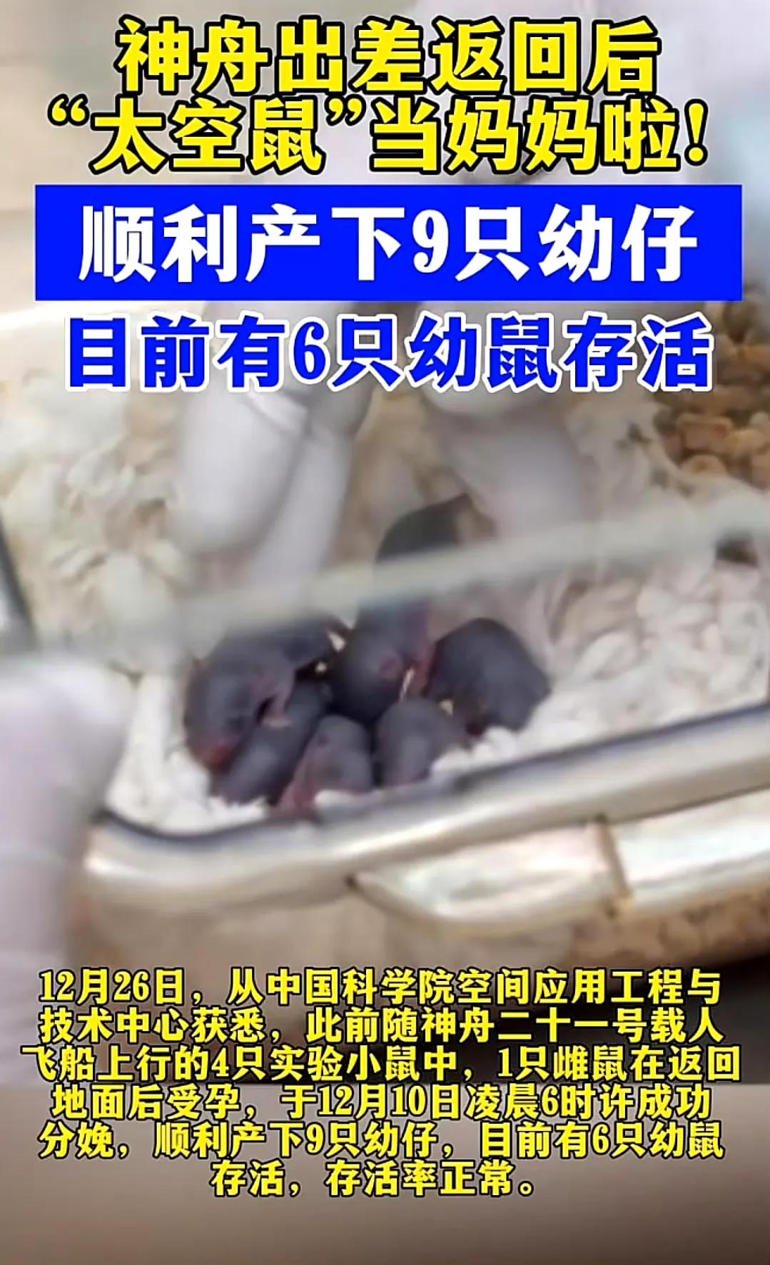 还真的造娃了，随神舟十一号载人飞船到太空一游的太空鼠返回后，其中一只雌鼠在12月
