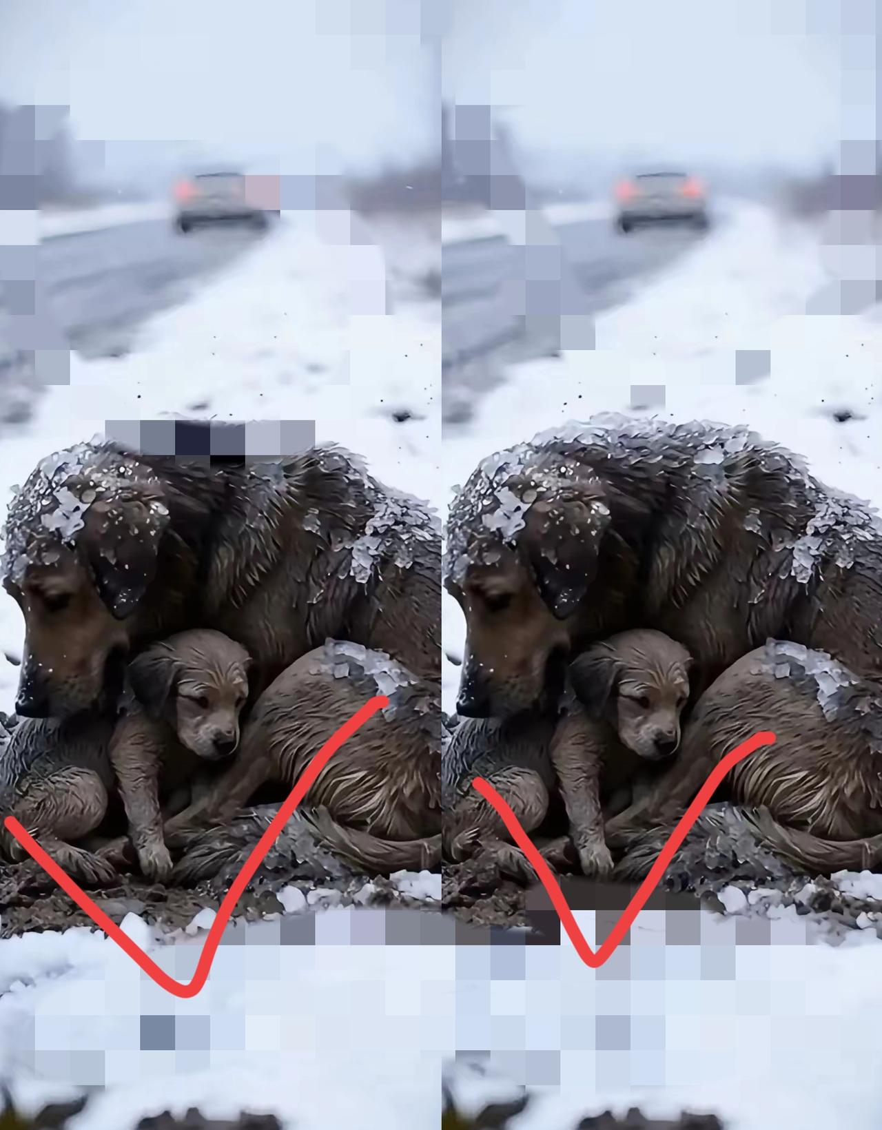人性的温度，从来都藏在对弱小的态度里。国道边的流浪狗妈妈太