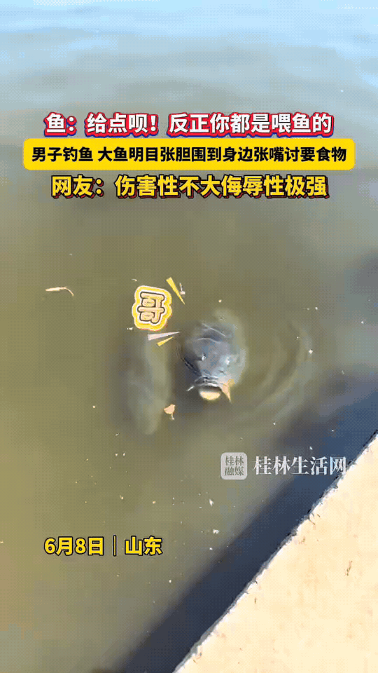 太搞笑了，山东，一男子带着饵料去钓鱼，不料，刚在池塘边坐下，一条大鱼就明目张胆游