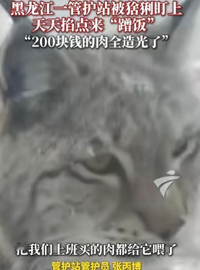“太有灵性了！”近日，黑龙江大兴安岭，一只猞猁下山觅食，路过检查站时，管护员见它