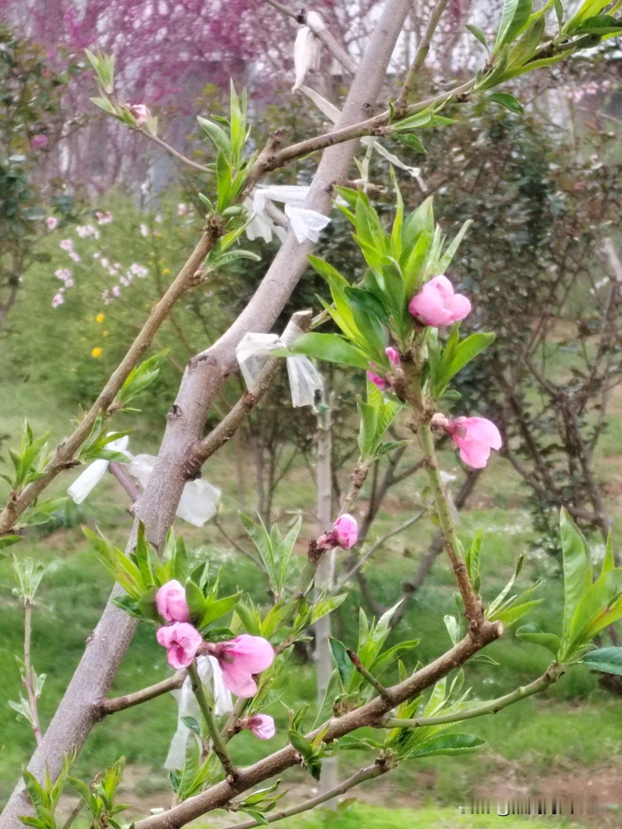 今天姥姥我，起了个大早，赶了一趟早市儿，回来又在小区里转了两圈。现在小区里的