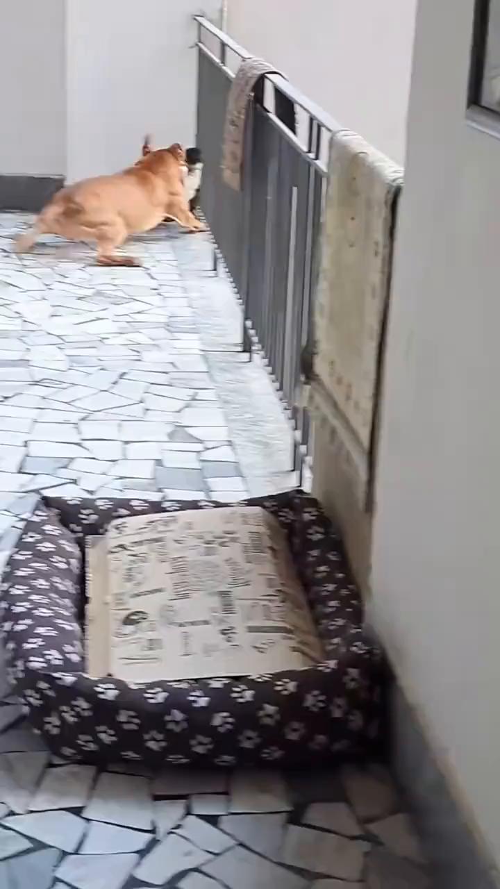 再晚一秒都没了。比特犬扑咬猫咪主人及时制止。