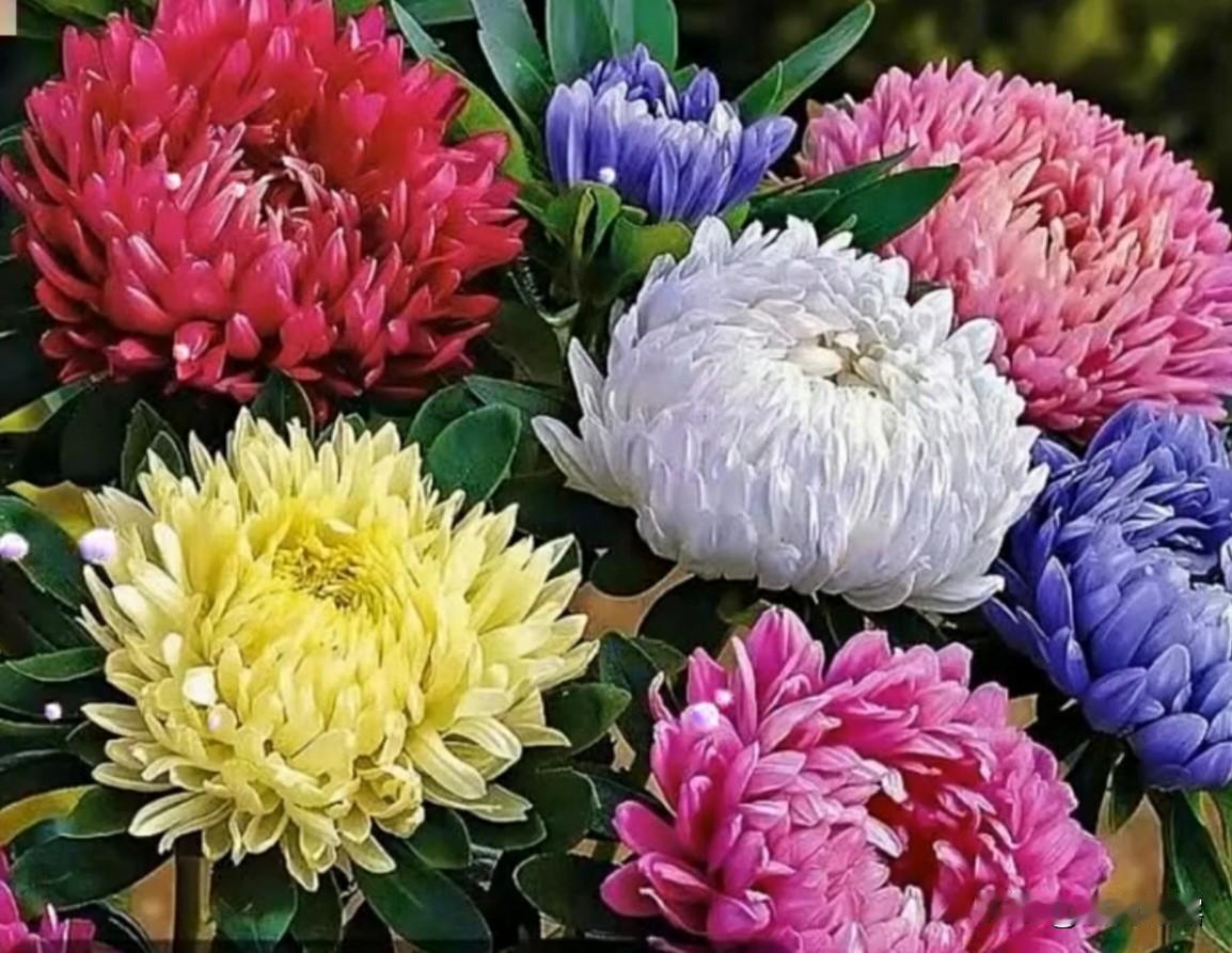 我在家乡赏菊花，菊花是秋天的使者，盛开在浓秋初冬，古代文人墨客，以菊花为题，书写