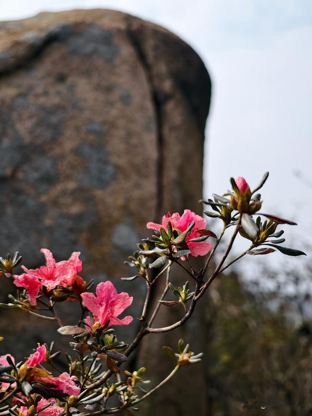 昨日周日武汉地铁客流量达396万人次之多[呲牙笑][呲牙笑][呲牙笑]爆料身边事