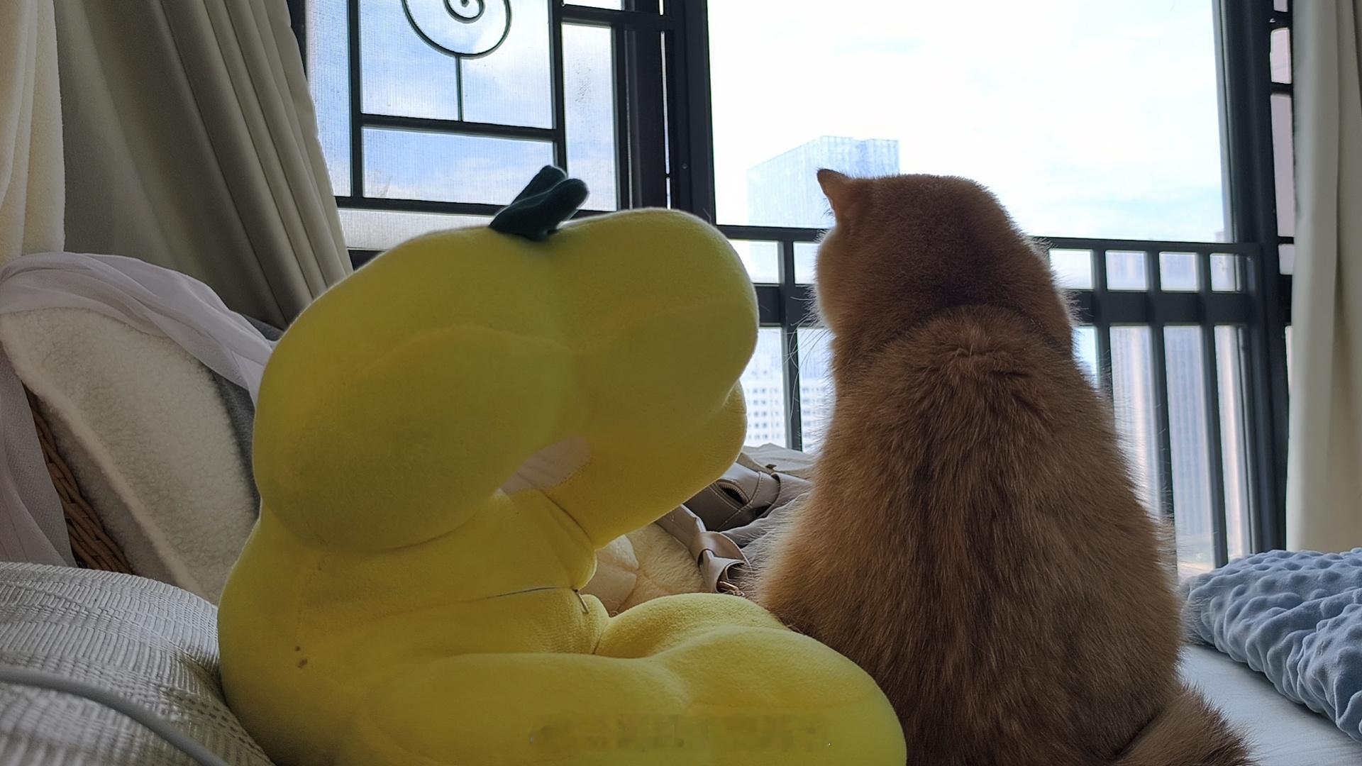谁懂周六睡到自然醒，一睁眼就是小猫圆圆背影的含金量好可爱啊啊啊啊啊​​​