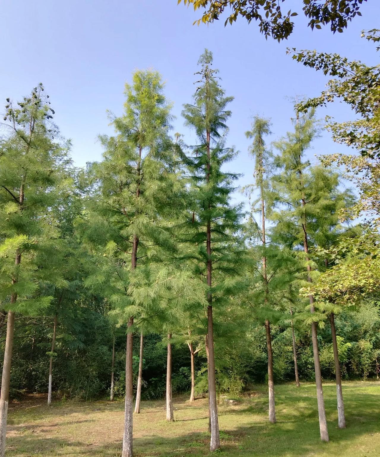 男人一定要对自己的妻子好！同学的爱人50多岁，自从脑出血后，再也没有站起来，在
