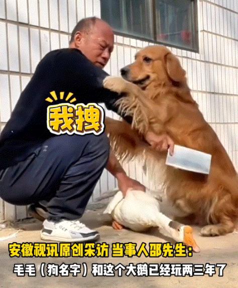 河南,主人想把自家大鹅杀掉炖着吃,万万没想到的是大鹅同意了,自家的狗子却不愿意了