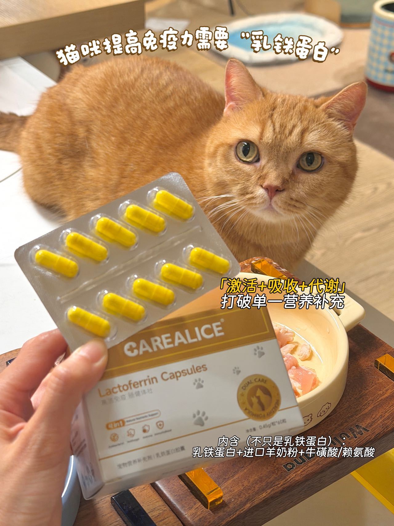 时间过得好快，今年已经是我养猫的第十年啦！赛爸爸和九爷已经10岁（快11岁）了，