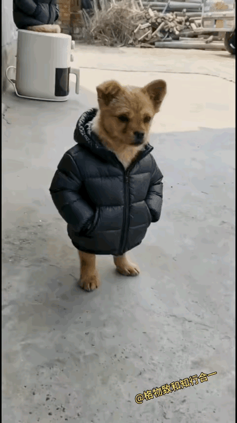 唉呀妈呀，狗子太有范儿了，真像个老干部！[赞][捂脸哭]某户人家，养了一条大黄