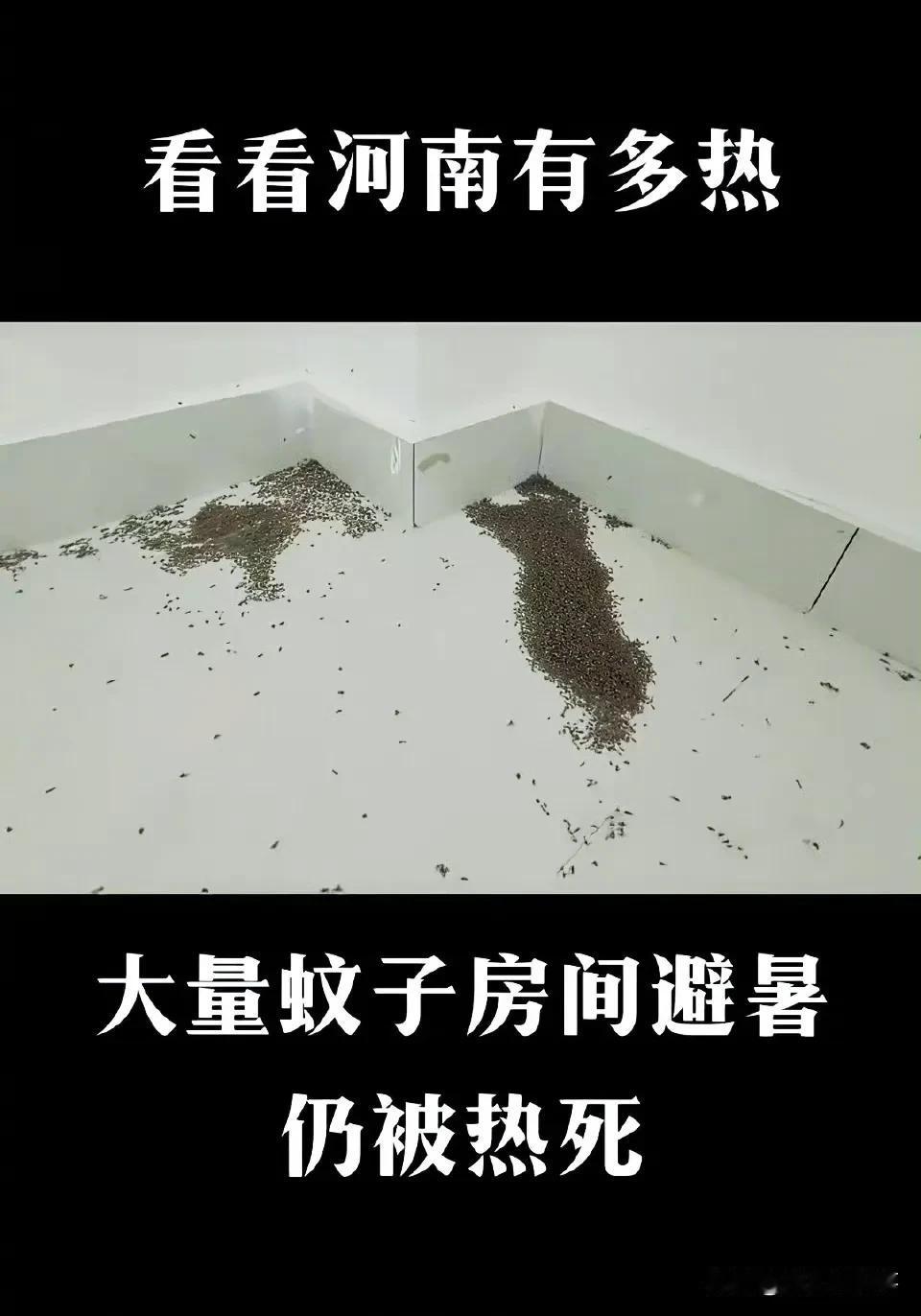 河南蚊子被热死？蚊子真的能热死吗？关于蚊子的耐热性，已经有许多专家进行了测试