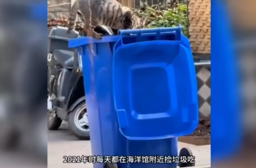 惊到了！这只名叫皮皮的流浪狸花猫，在武汉海洋馆附近捡垃圾果腹，馆里的工作人员瞧它