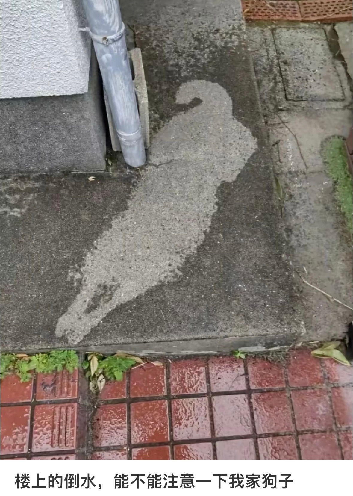 楼上倒水的能不能注意一下狗子