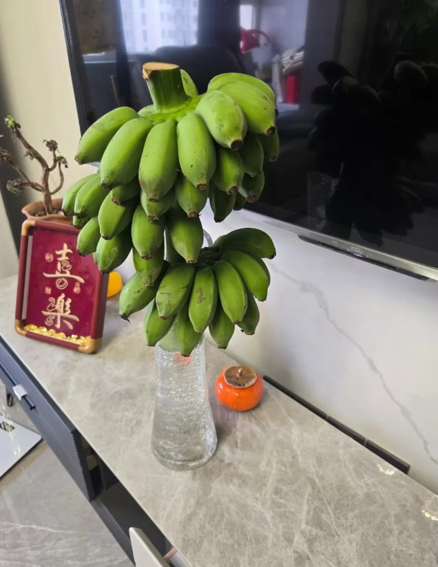 绿香蕉养成记，从青涩到金黄的奇妙之旅