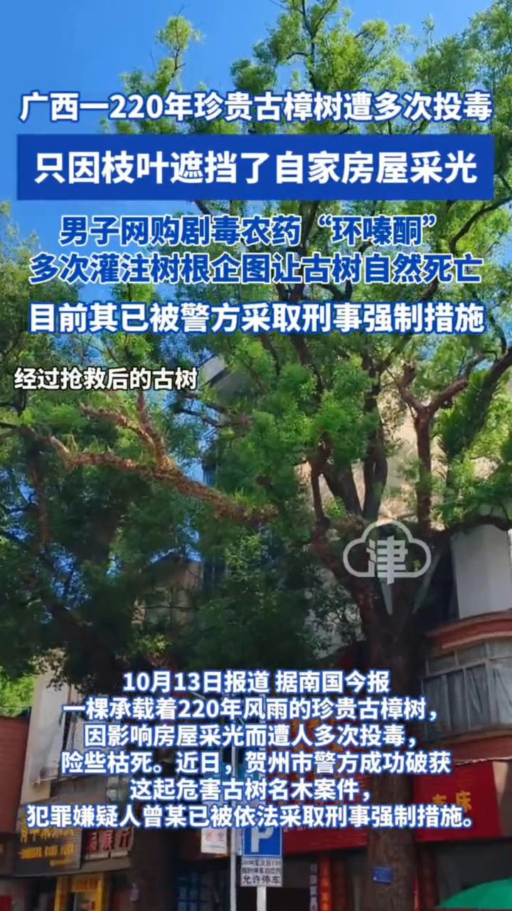 广西一220年珍贵古樟树遭多次投毒，只因枝叶遮挡了自家房屋采光。男子网购剧毒农药