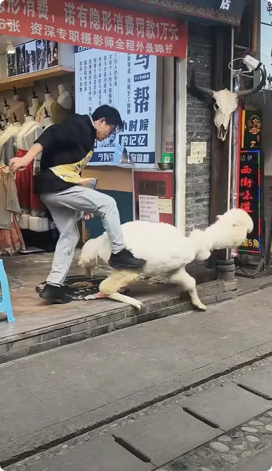 救救这只羊驼，快被打死了！成都都江堰景区的一家店内养着一只羊驼，这家店靠这只