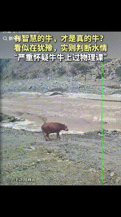 内蒙古那边，一头黄牛站在河边，盯着对岸看了好一会儿。对岸有头黑牛，不知道是同伴