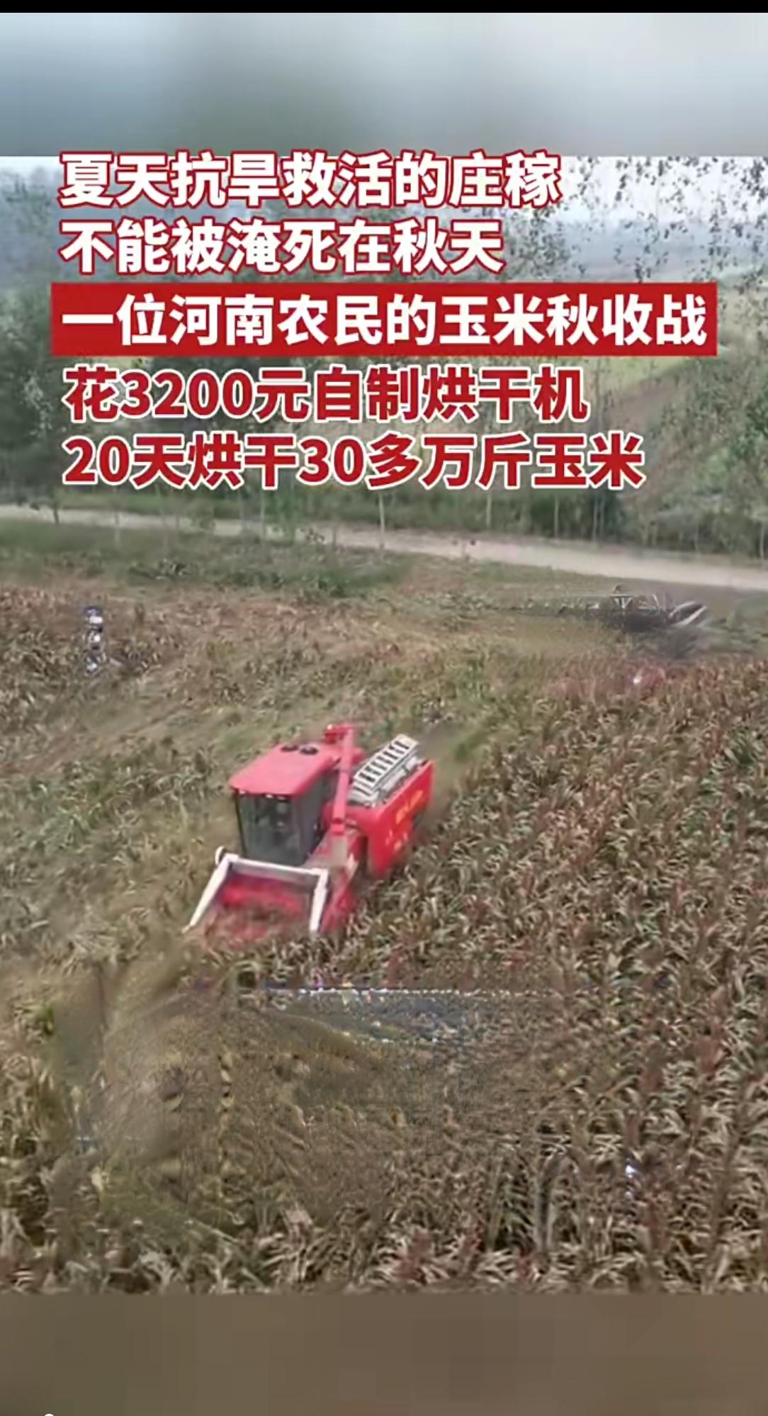 河南大叔玉米地剥棒笑开花！自制“土神器”救了30万斤玉米10月23日，河南