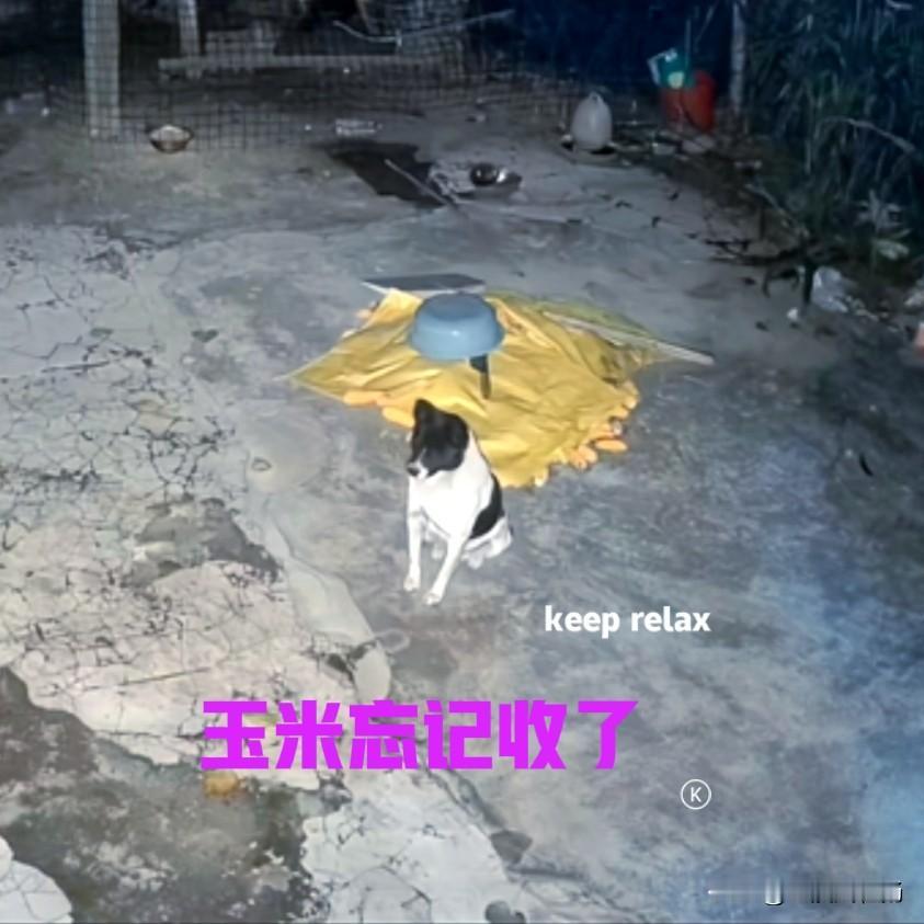 主人有事外出，家里晾晒的玉米，没有来得及收进屋里。临走时，主人跟家里的狗子开玩笑