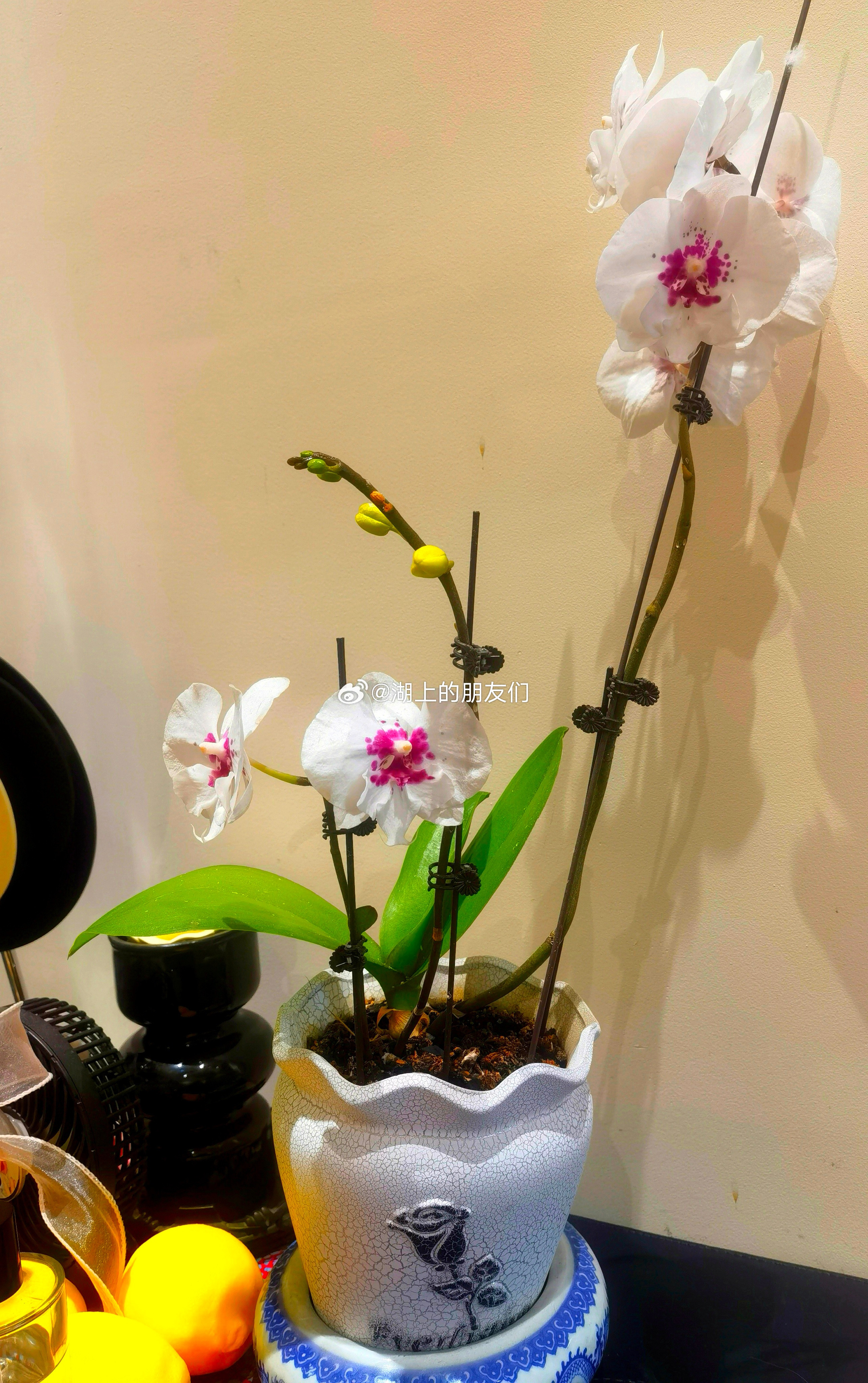 每天分享一个养眼花卉。随拍，我们店里的一盆蝴蝶兰。早安，新的一天！生活手记