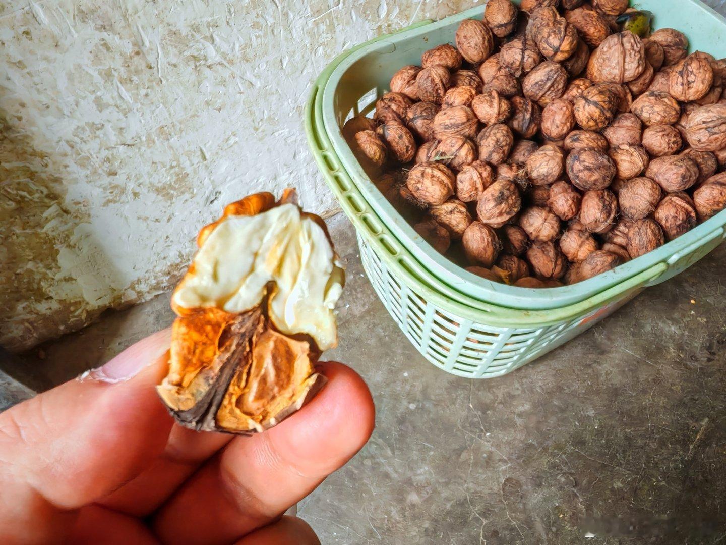 镇上的老乡请我们吃鲜核桃。（毛哥）​​​