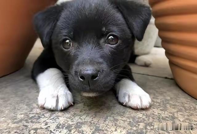 看见这么可爱的流浪狗你会收养它吗？晨练时看见路边花坛下面趴着一只小黑狗，看起来最