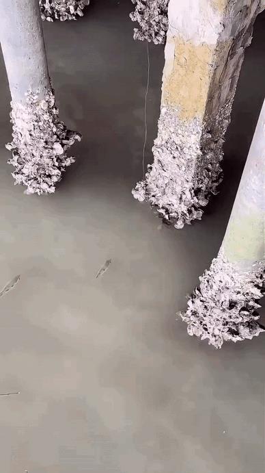 射水鱼喷吐水弹捕虫