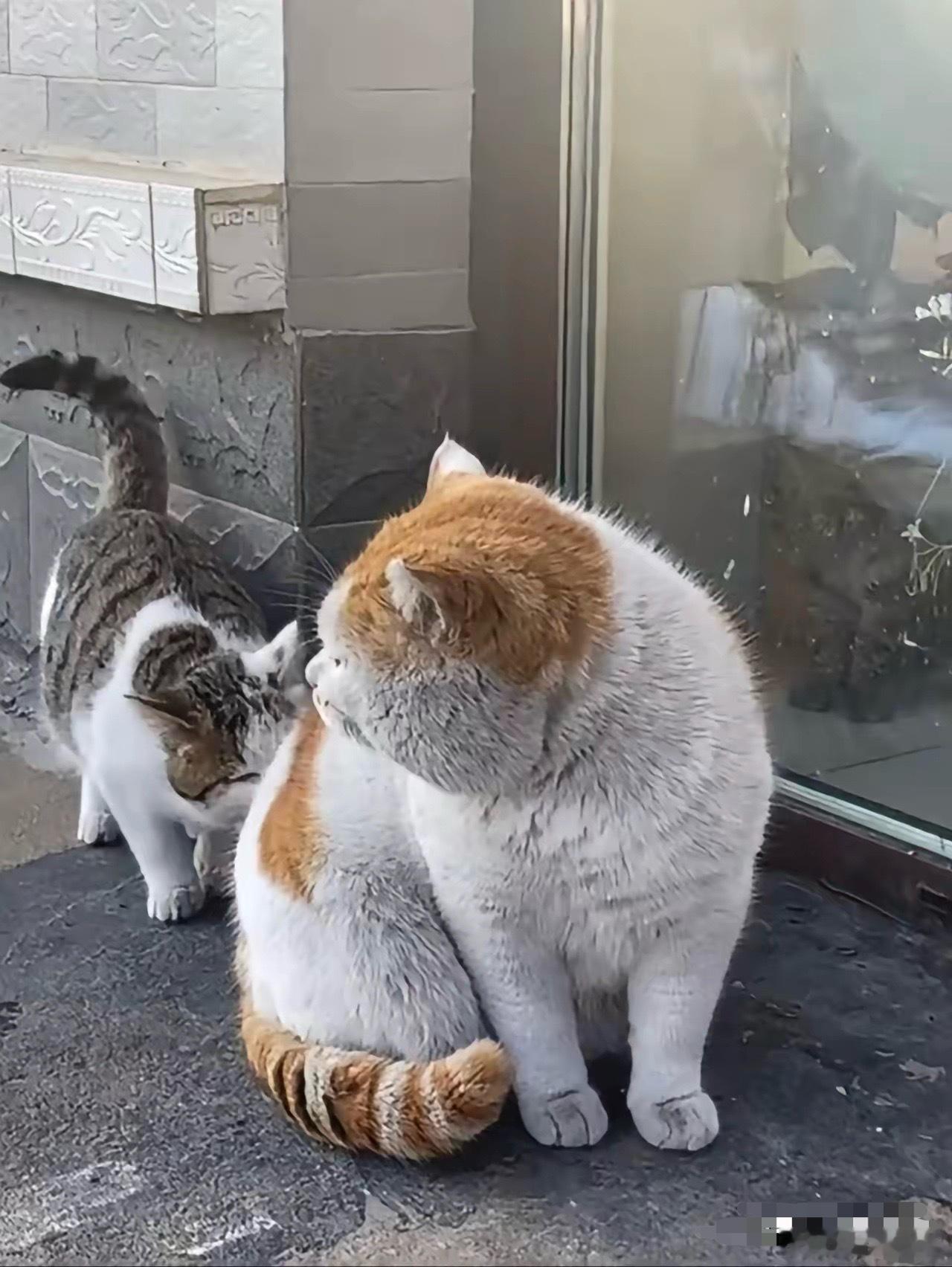关于网红脏脏猫的几点说明：第一，它不是流浪猫，它是辽宁一位善良的大姐养的猫，这位