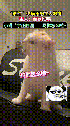 终于见到真正的“硬气小猫咪”！被主人教训，不但不害怕，还敢当场顶嘴！主人耐