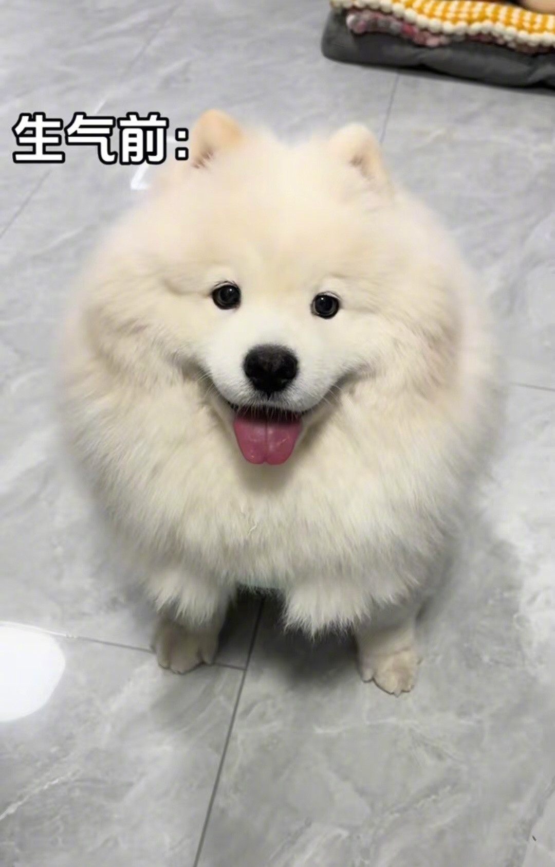 论小狗有多藏不住事[doge]​​​