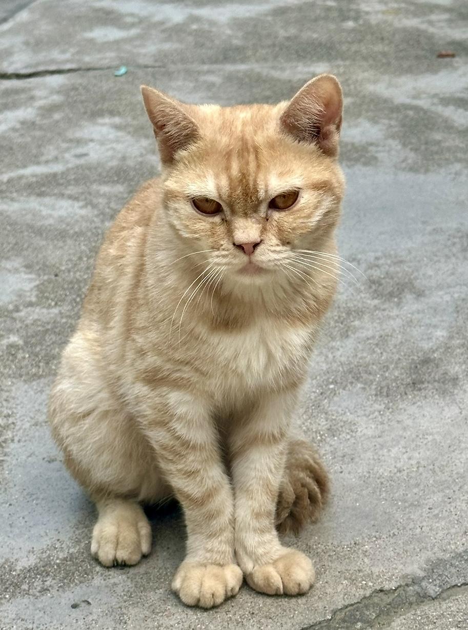 为什么一定要买房，各有各的原因。我的一个同事遇到原因非常简单：租了个房子，合