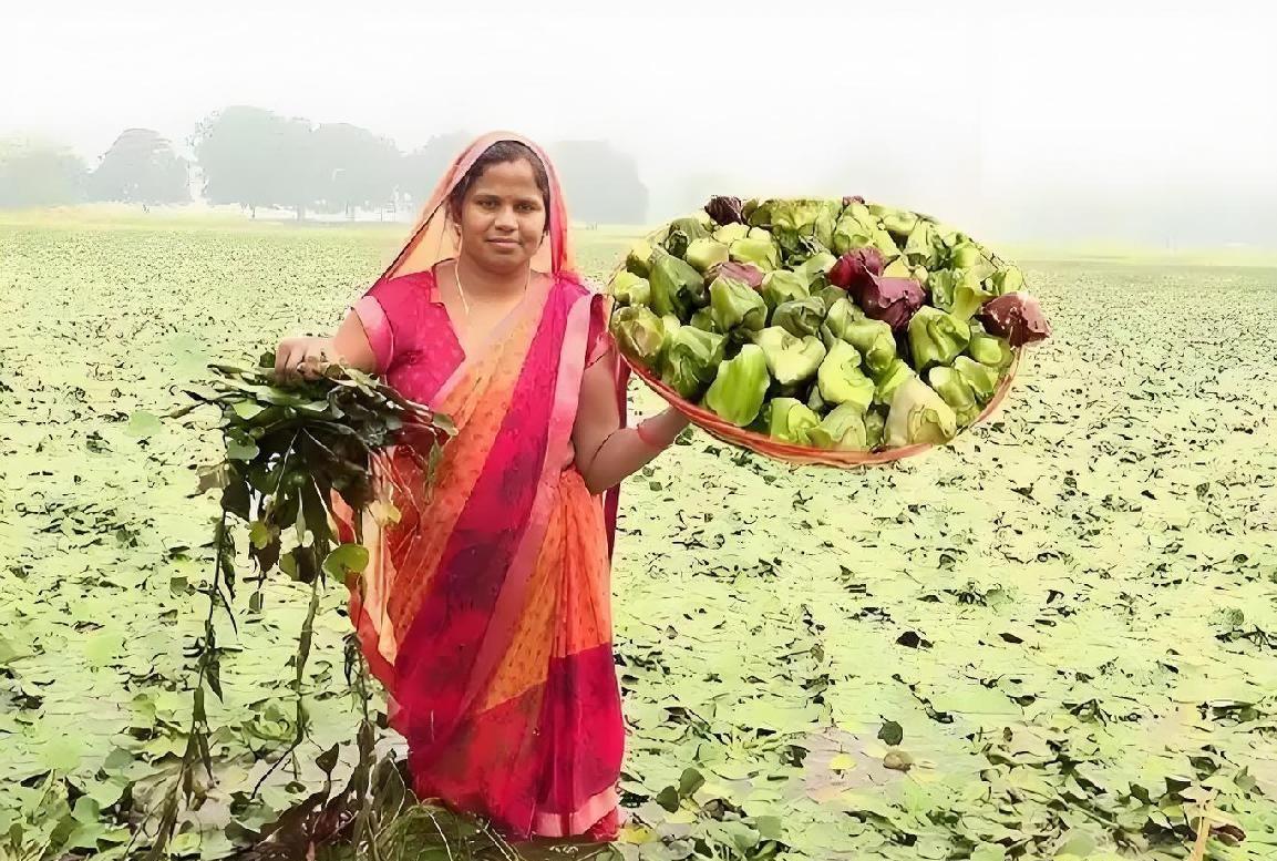 快讯！快讯！印度方面突然宣布了，菱角在多地水域失控蔓延，渔业、航运和灌溉受