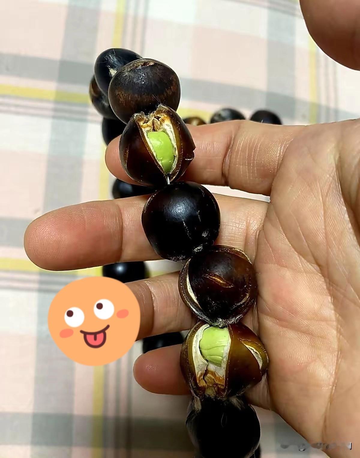 山东的刘女士，她老公盘了七天的“黑玛瑙”手串突然炸壳，居然钻出两厘米的嫩苗!