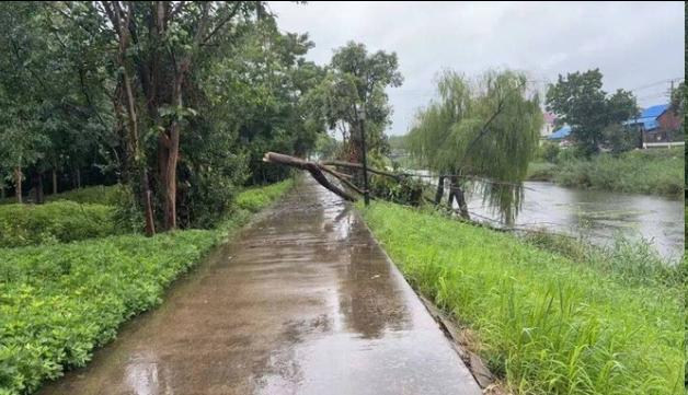 “白海豚”真成了台风里的“雨量怪兽”，浙江刚破纪录，跑进河南又倒下约237亿立方