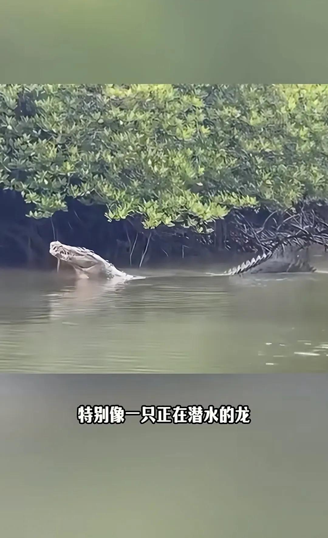 现在可以肯定，龙这种生物应该就是起源于鳄鱼。很多古籍都有记录，在中国古代是有