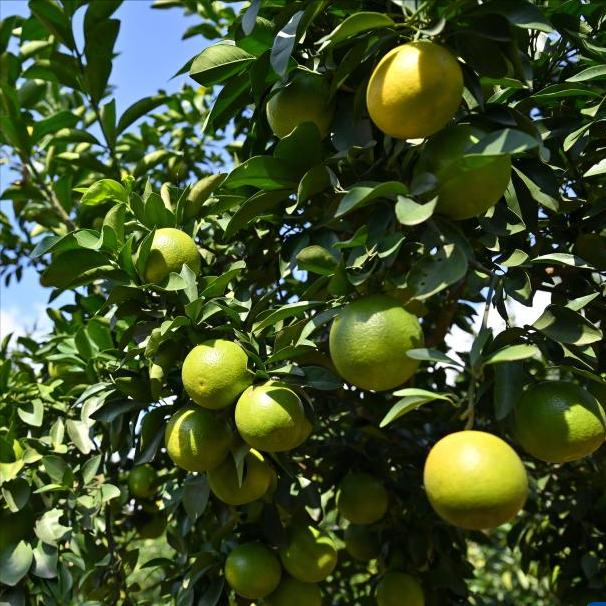 洪伟教授当选中科院院士  为东南大学二级学院：信息科学与工程学院第3位中科院院