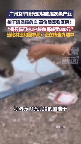 养猫人的天都塌了！听说过卖血的，没听说过卖猫血的，而且一袋猫血卖800元，一只猫