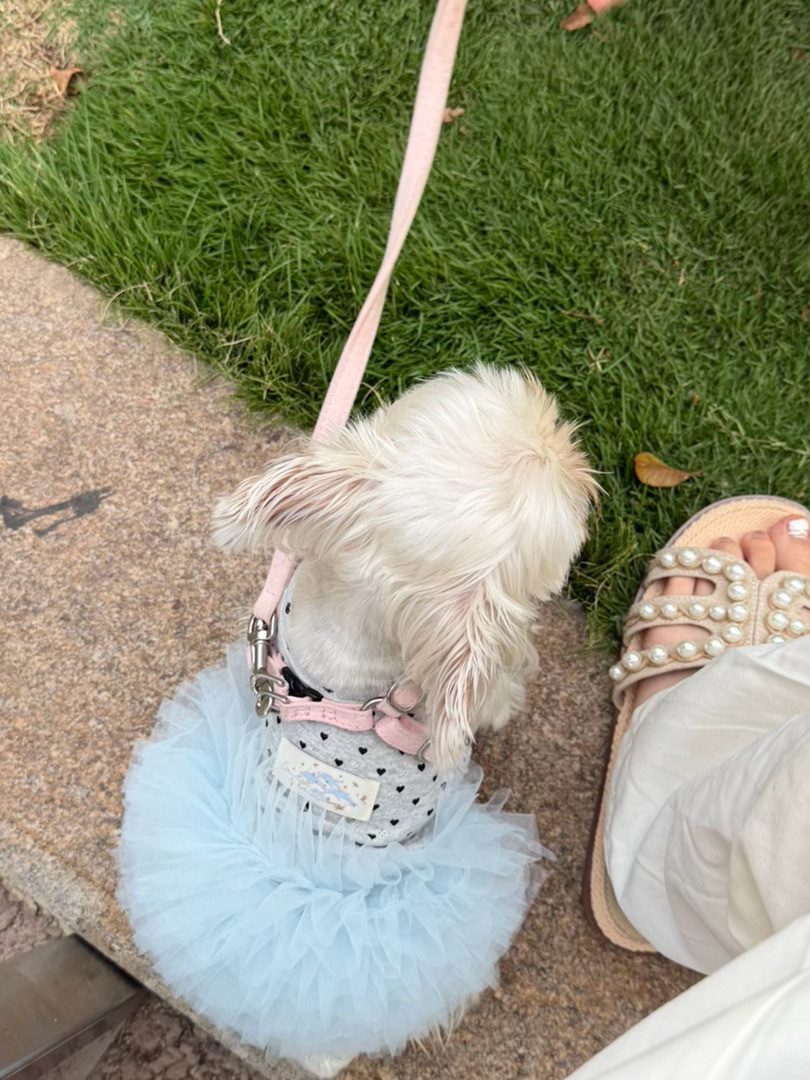 小区里有一只柴犬被拴在绿化带里下了一天雨就这么淋着超级乖趴着一动不动下楼遛