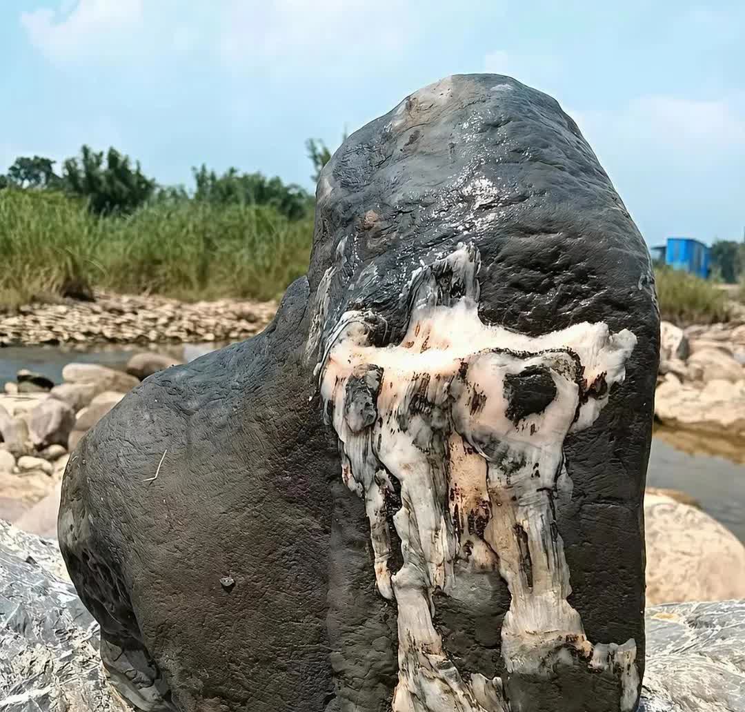 哎哟吓死人了，差一点摔倒，今天和朋友去河边钓鱼，没想到看到这一幕，哇塞，这到底是
