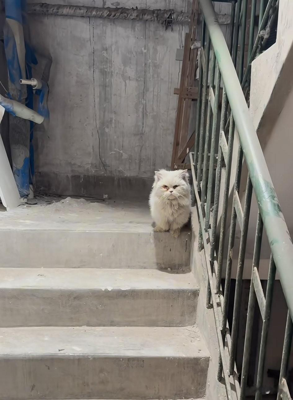 泪目了！这天一位小哥哥回家走到楼道里的时候，看到了一只眼睛发炎有点睁不开的小猫，