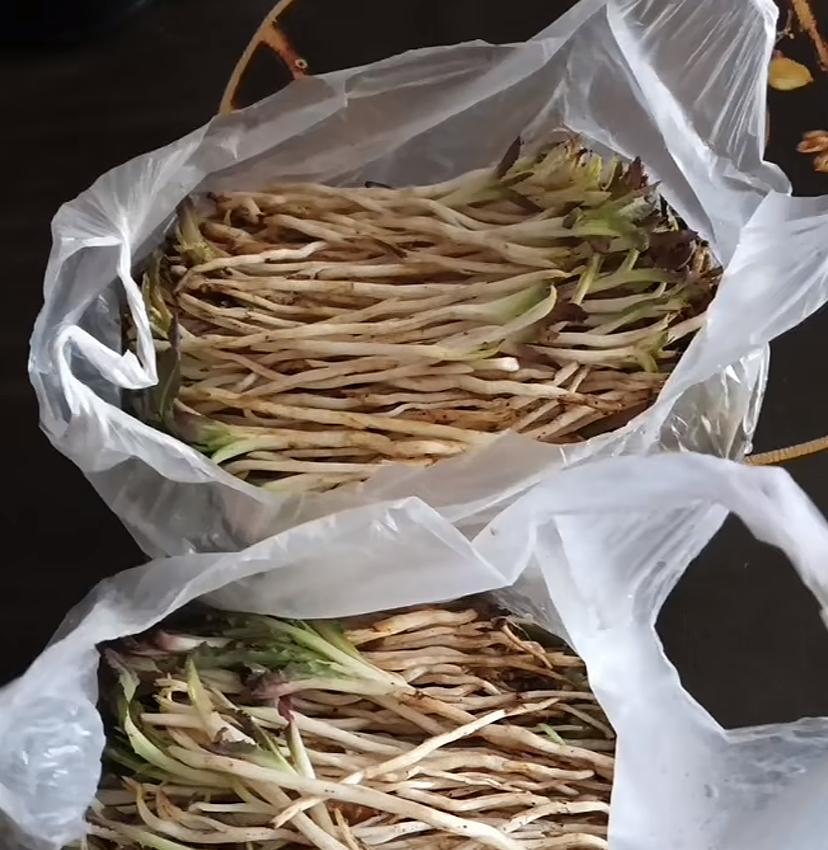 我最喜欢的一种蔬菜，很多人应该都没见过吧！这种菜凉拌最好吃，味道苦，如果想吃苦