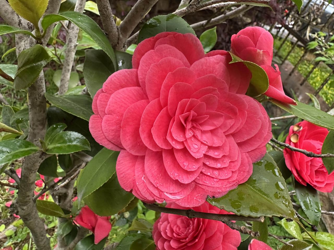 这棵茶花我已经种了3、4年了，一直瘦瘦的，还掉叶子，可能平时种的离家远了，很少去