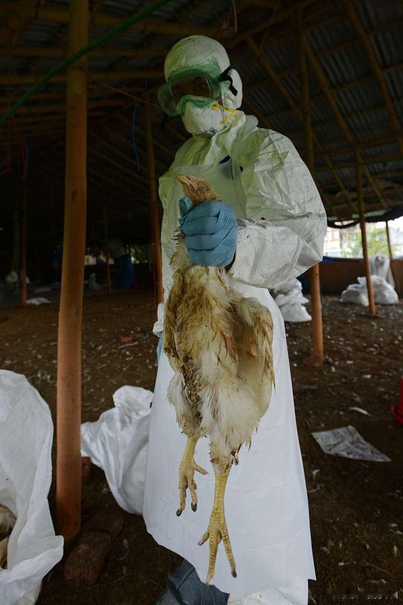 美国那边出了个挺特别的医疗新闻，华盛顿州有位老年人，因为感染了H5N5禽流感，最