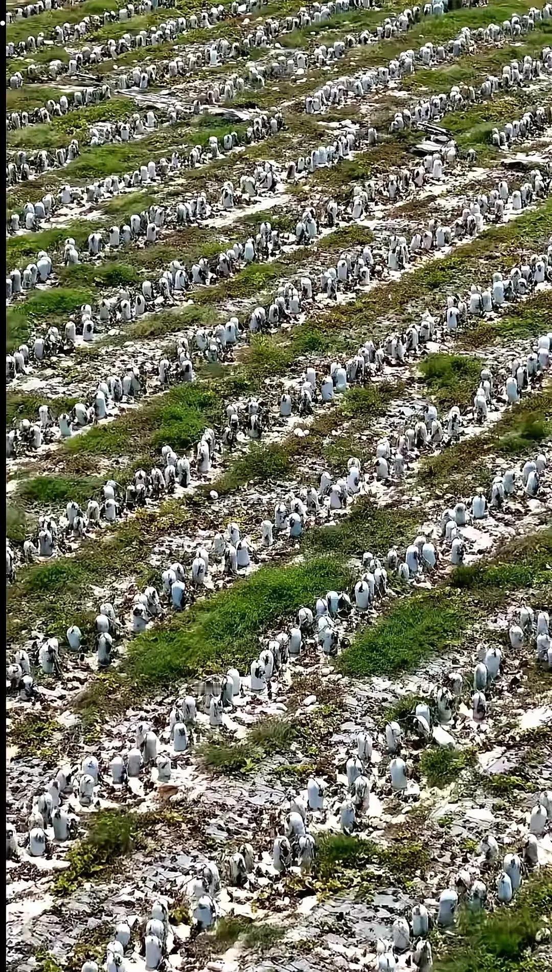 我滴个乖乖！远看吓一跳！近看才明白，你们看成了啥？[笑着哭]