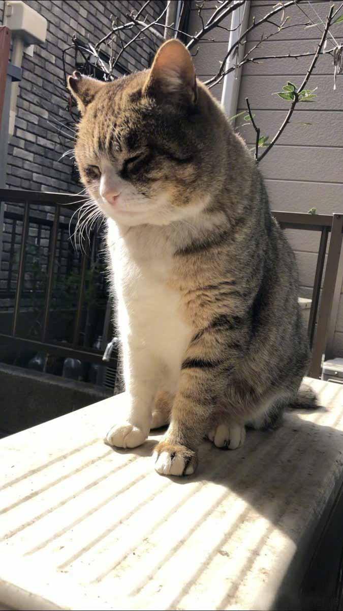 这身姿也太可爱了吧！