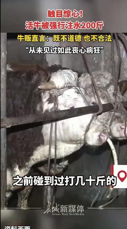 真的是丧尽天良！近日，广西钦州一男子买了一头牛，结果买回来以后，这头牛不断向外排