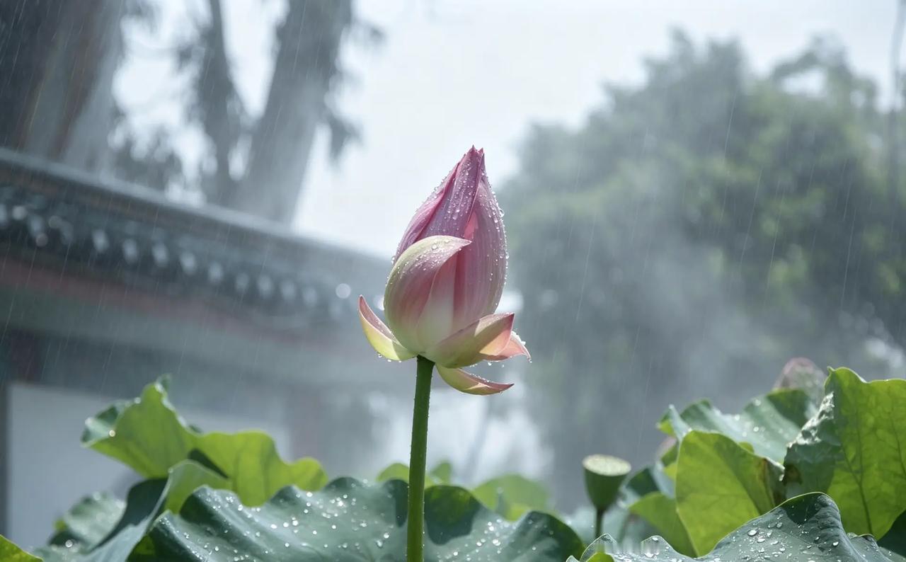 荷叶田田，芙蓉冉冉荷花摄影尼康
