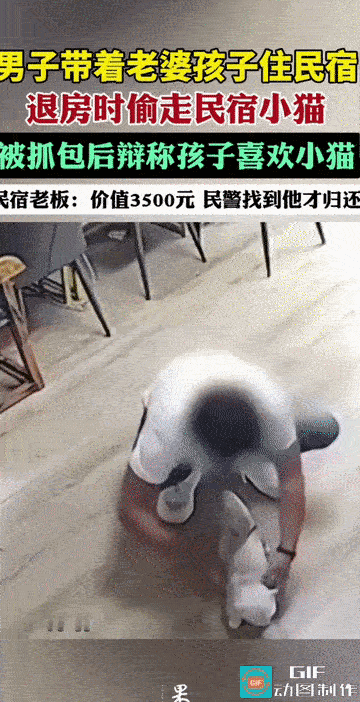 “丢人丢到姥姥家了！”河南洛阳，一家民宿的老板马女士发现自家养的矮脚曼基康猫不见